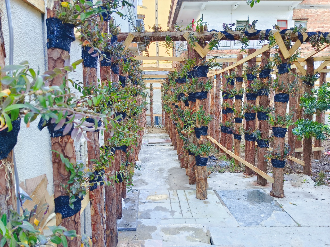云斛园石斛种植长廊